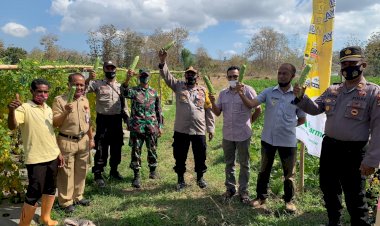 Dukung-Ketahanan-Pangan-Saat-Pandemi-Covid-19,-Polres-Belu-Luncurkan-Kampung-Tangguh-di-Dusun-Weraihenek