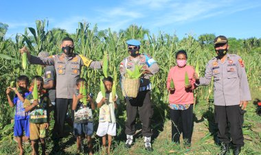 Berhasil-Kelola-Lahan-Tidur,-Polres-Belu-Panen-Raya-Jagung-Dukung-Ketahanan-Pangan-di-Masa-Pandemi-Covid-19