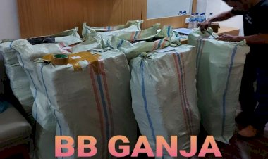 Polri-Musnahkan-7-Haktare-Ladang-Ganja-Di-Gunung-Lauser-Dan-Sita-592-Kg-Ganja-Kering