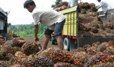 Petani-Kelapa-Sawit-Indonesia-Terima-Kasih-ke-Presiden-Jokowi-Karena-Cabut-Larangan-Ekspor