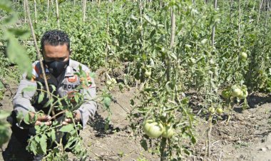 Inspiratif-Bagi-Warga-di-Tapal-Batas,-Bripka-Nasrul-Anggota-Polres-Belu-Sulap-Lahan-Tidur-Jadi-Kebun-Tomat