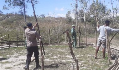 Berantas-Praktik-Judi-di-Wilayahnya,-Polsek-Lamaknen-Bongkar-Arena-Sabung-Ayam-di-Hutan-Taonil