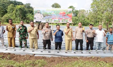 Dukung-Ketahanan-Pangan,-Kapolres-Belu-Bersama-Muspika-Tanam-35-Ribu-Bibit-Tomat-Lahurus-di-Kebun-Binaan-Anggota-Polsek-Lasiolat