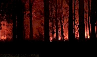 Gerak-Cepat,-Aparat-Polsek-Tasbar-bersama-Damkar-dan-UPT-KPH-Berjibaku-Padamkan-Kebakaran-di-Kawasan-Hutan-Lindung-Nenuk