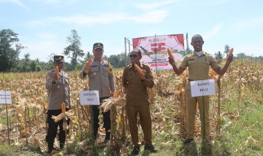 Dukung-Asta-Cita-Presiden,-Polres-Belu-bersama-Pemkab-Laksanakan-Panen-Jagung-Wujudkan-Swasembada-Pangan-2025