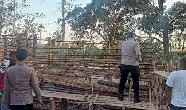 Berantas-Penyakit-Masyarakat,-Personel-Gabungan-Polres-Belu-Polda-NTT-Bongkar-Arena-Judi-Sabung-Ayam-di-Tengah-Hutan-Desa-Mandeu