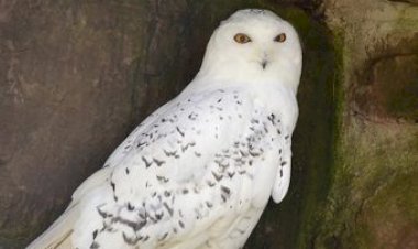 Gerak-Cepat-Amankan-Pelaku-dan-Barang-Bukti,-Polda-NTT-Proses-Hukum-Kasus-Penembakan-Burung-Hantu-yang-Viral-di-Jagat-Maya