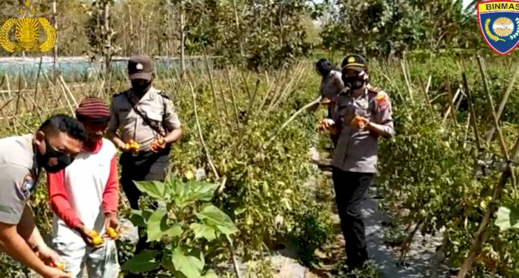 Video:Mengintip Wajah Kampung Tangguh Polres Belu di Dusun Weraihenek