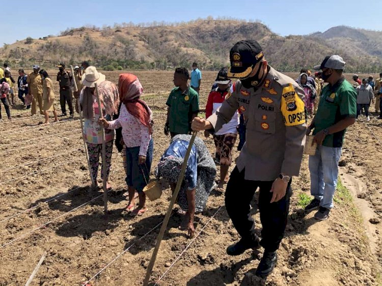 Bareng Kelompok Tani, Kapolres Belu Tanam Jagung Dukung Program TJPS