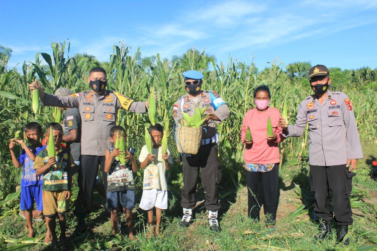 Berhasil Kelola Lahan Tidur, Polres Belu Panen Raya Jagung Dukung Ketahanan Pangan di Masa Pandemi Covid-19