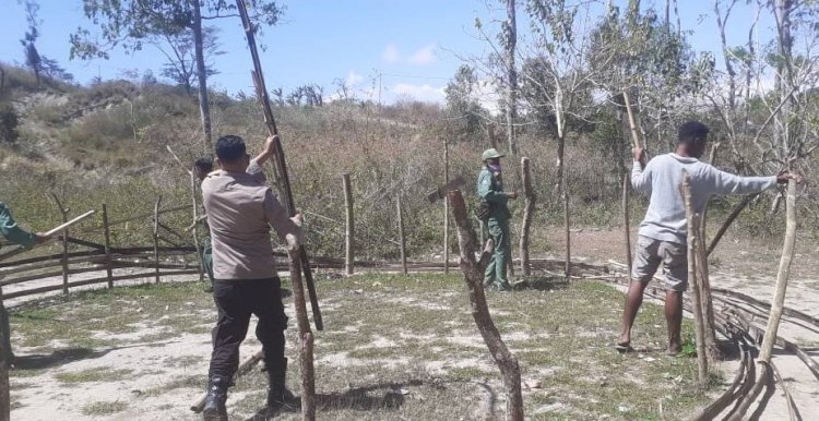 Berantas Praktik Judi di Wilayahnya, Polsek Lamaknen Bongkar Arena Sabung Ayam di Hutan Taonil