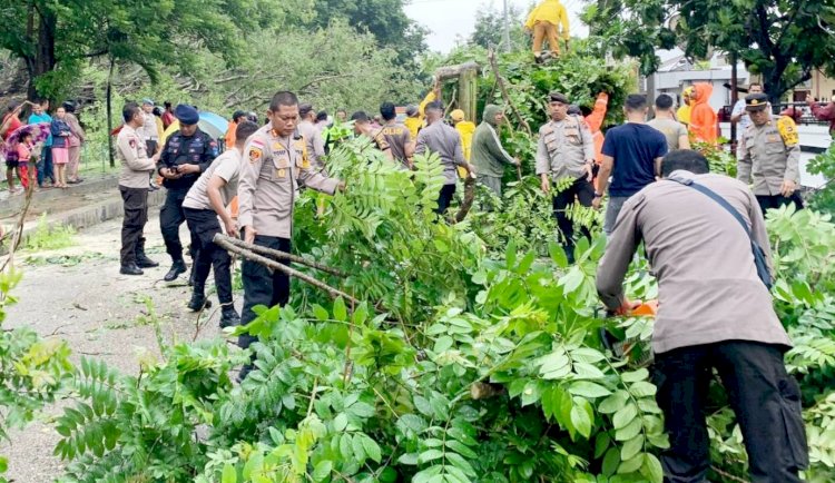 Gerak Cepat, Kapolres Belu Pimpin Anggota Evakuasi Pohon Beringin yang Tumbang di Lapangan Umum Atambua