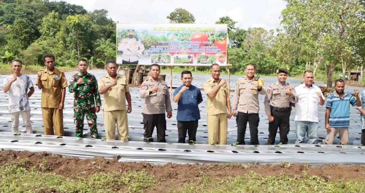 Dukung Ketahanan Pangan, Kapolres Belu Bersama Muspika Tanam 35 Ribu Bibit Tomat Lahurus di Kebun Binaan Anggota Polsek Lasiolat