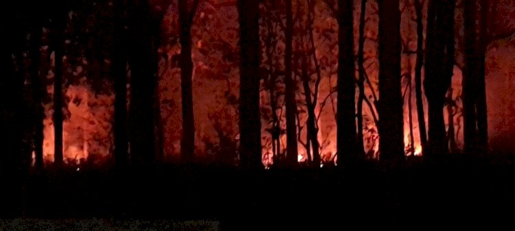 Gerak Cepat, Aparat Polsek Tasbar bersama Damkar dan UPT KPH Berjibaku Padamkan Kebakaran di Kawasan Hutan Lindung Nenuk