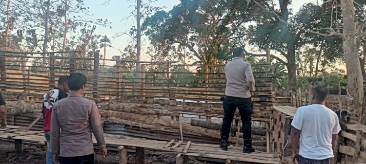 Berantas Penyakit Masyarakat, Personel Gabungan Polres Belu Polda NTT Bongkar Arena Judi Sabung Ayam di Tengah Hutan Desa Mandeu