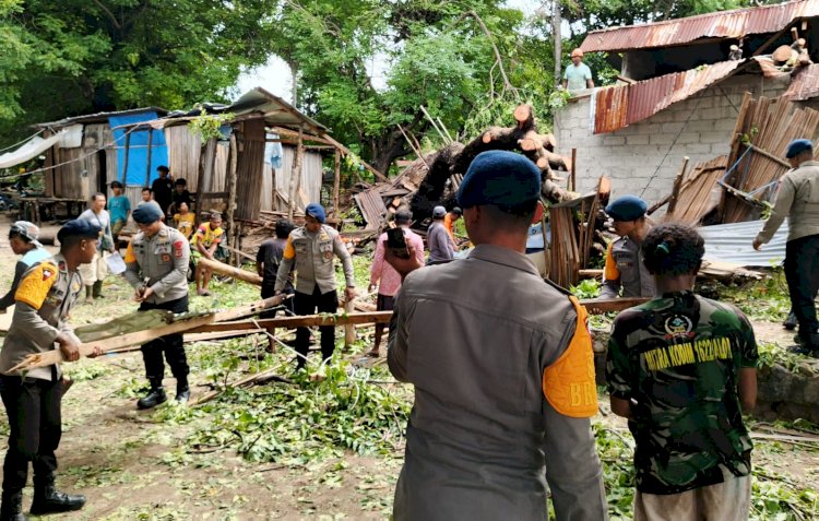 Tanggap Bencana Alam, Polres Belu bersama BPBD dan Brimob Gerak Cepat Evakusi Pohon Tumbang yang Menimpa Rumah Warga Fatuluka